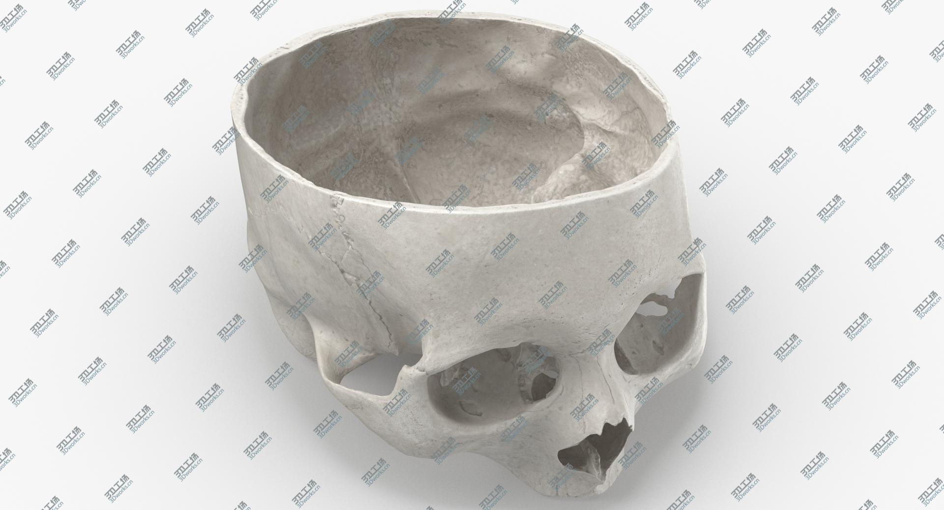 images/goods_img/202104092/Real Human Skull Cranial 02 Cut White model/1.jpg